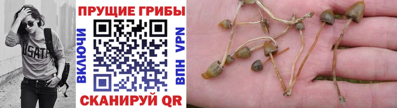 Галлюциногенные грибы прущие грибы  даркнет сайт  KRAKEN ТОР  Талдом 